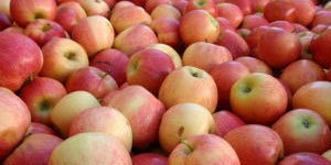 Gravenstein Apples